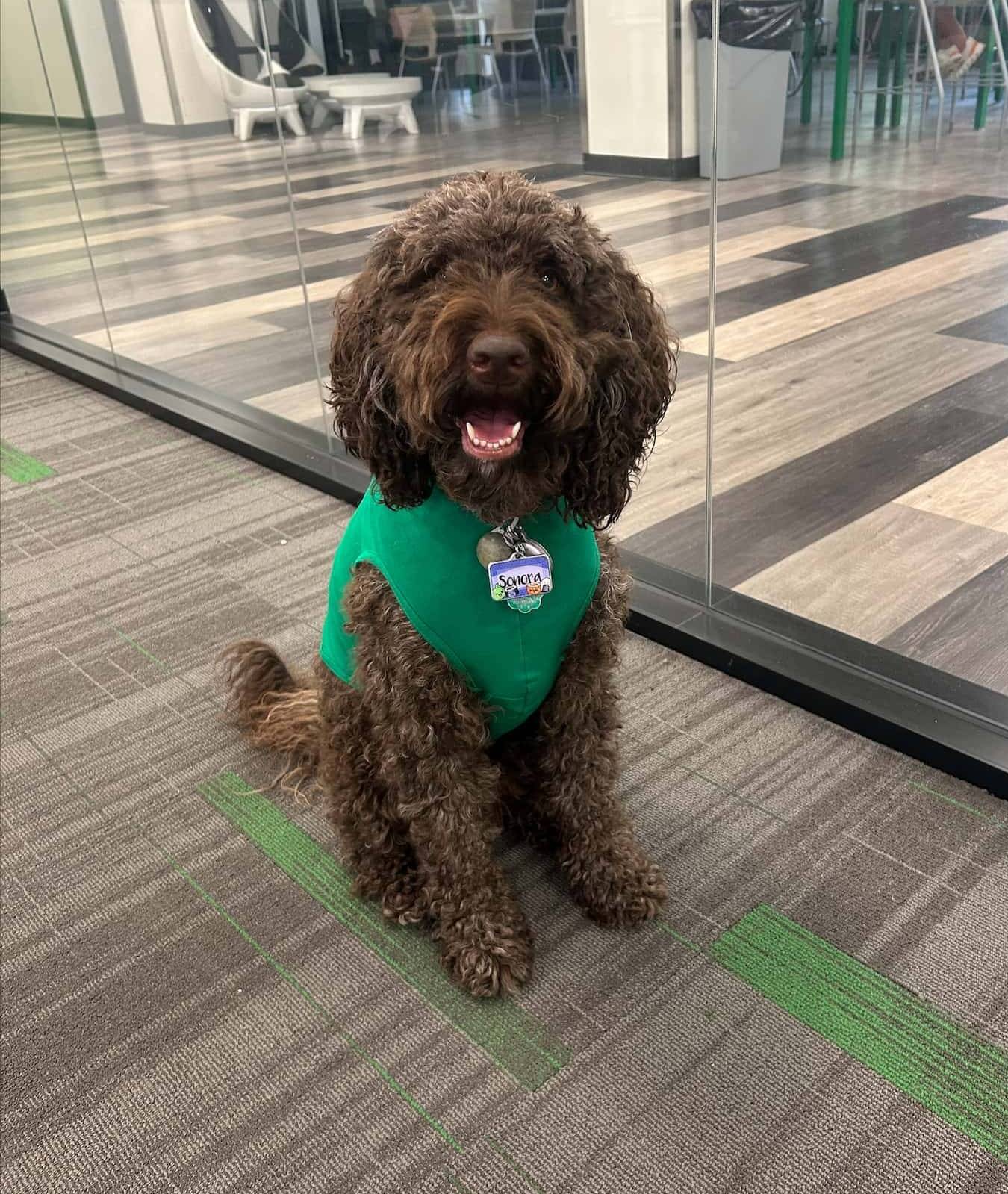 Nori is a medium-sized dog with brown curly hair. She is wearing a green shirt, and sitting prettily in front of the glass window of the Writing Center. She is looking at the camera and seems to be smiling. You can see her name tag hanging from her collar. In the background, you can see the lobby of Sage Hall where there are various tables and chairs for studying.